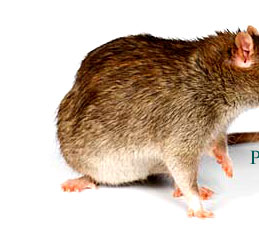 rats & bed bug exterminator brooklyn