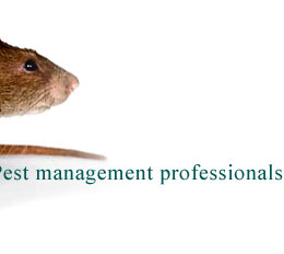 rats and pest control services brooklyn